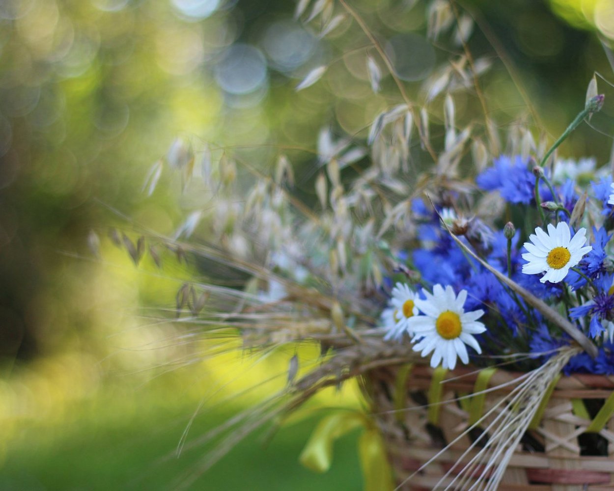 Пейзаж с ромашками