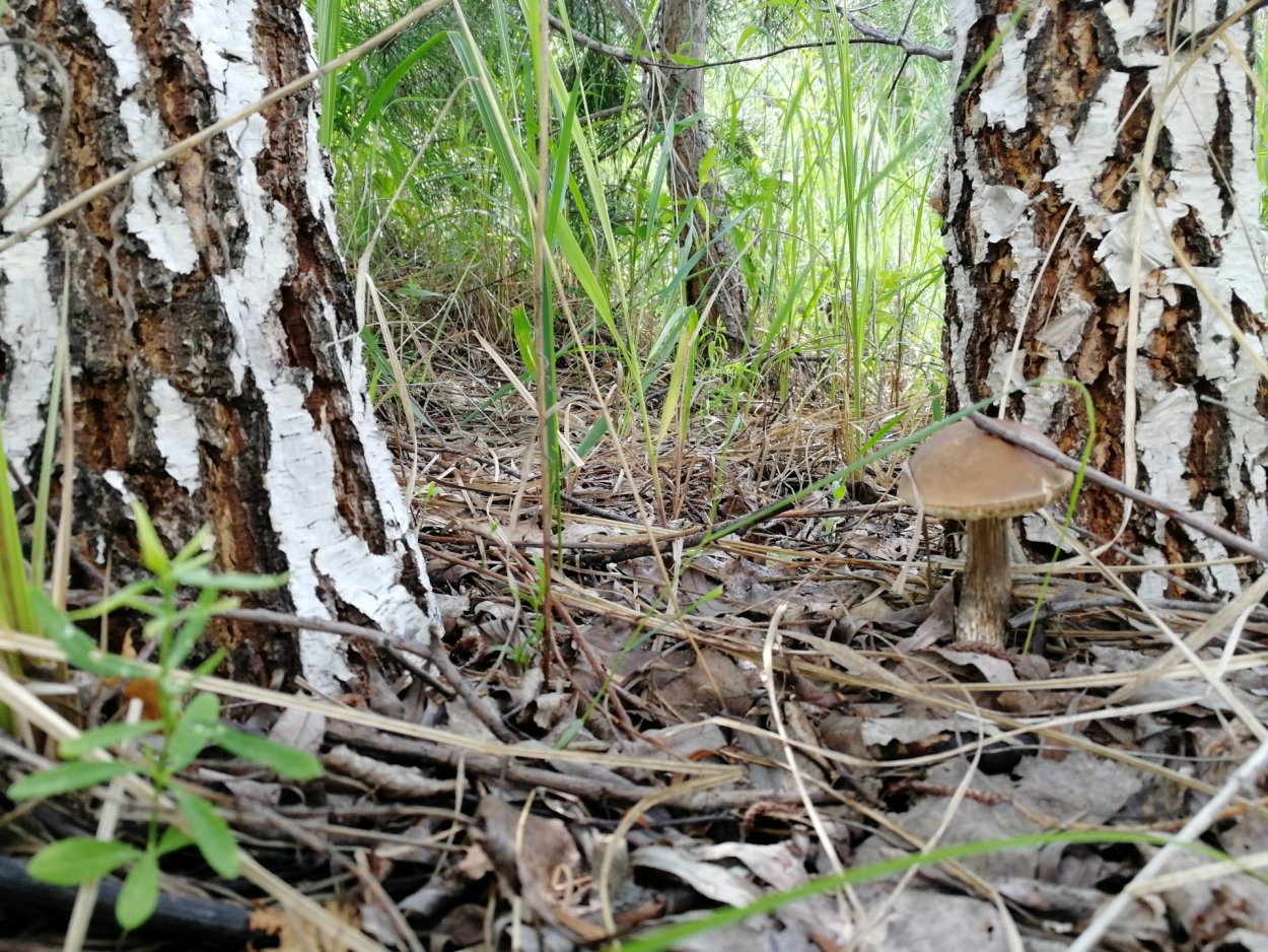 Белый гриб в Березовом лесу