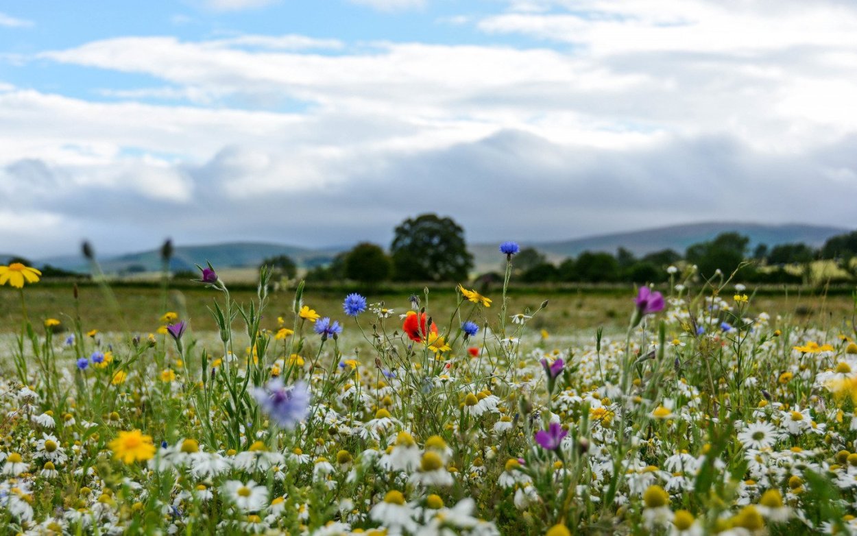 Васильки и колоски