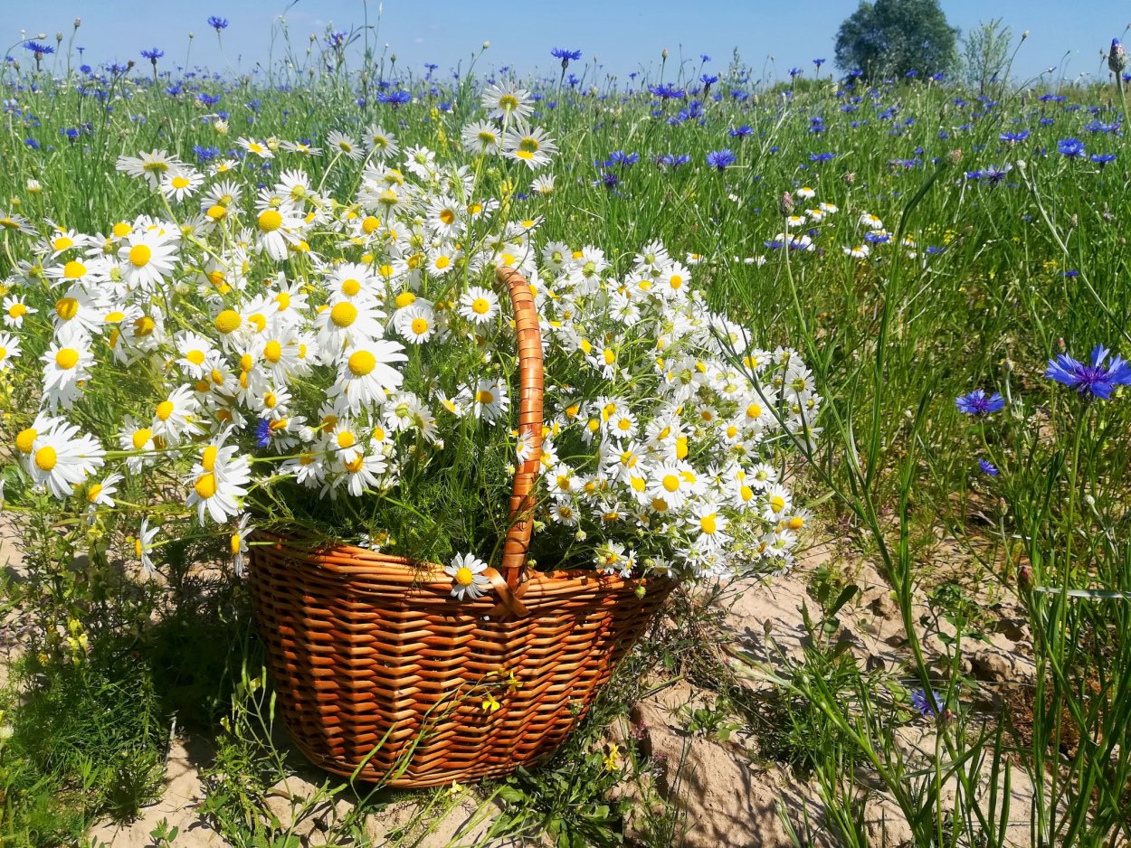 Поле с ромашками и васильками