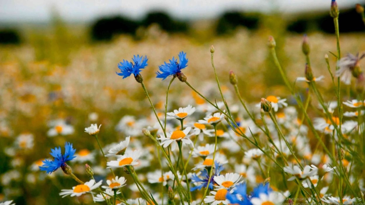 Ромашко-Васильковое поле фото