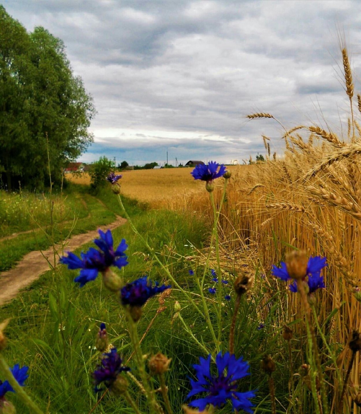 Скетч ромашки акварелью