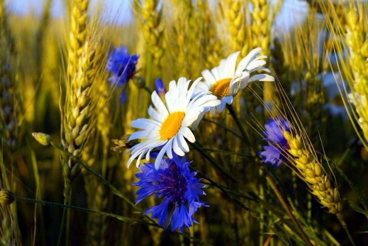 Букет полевых цветов