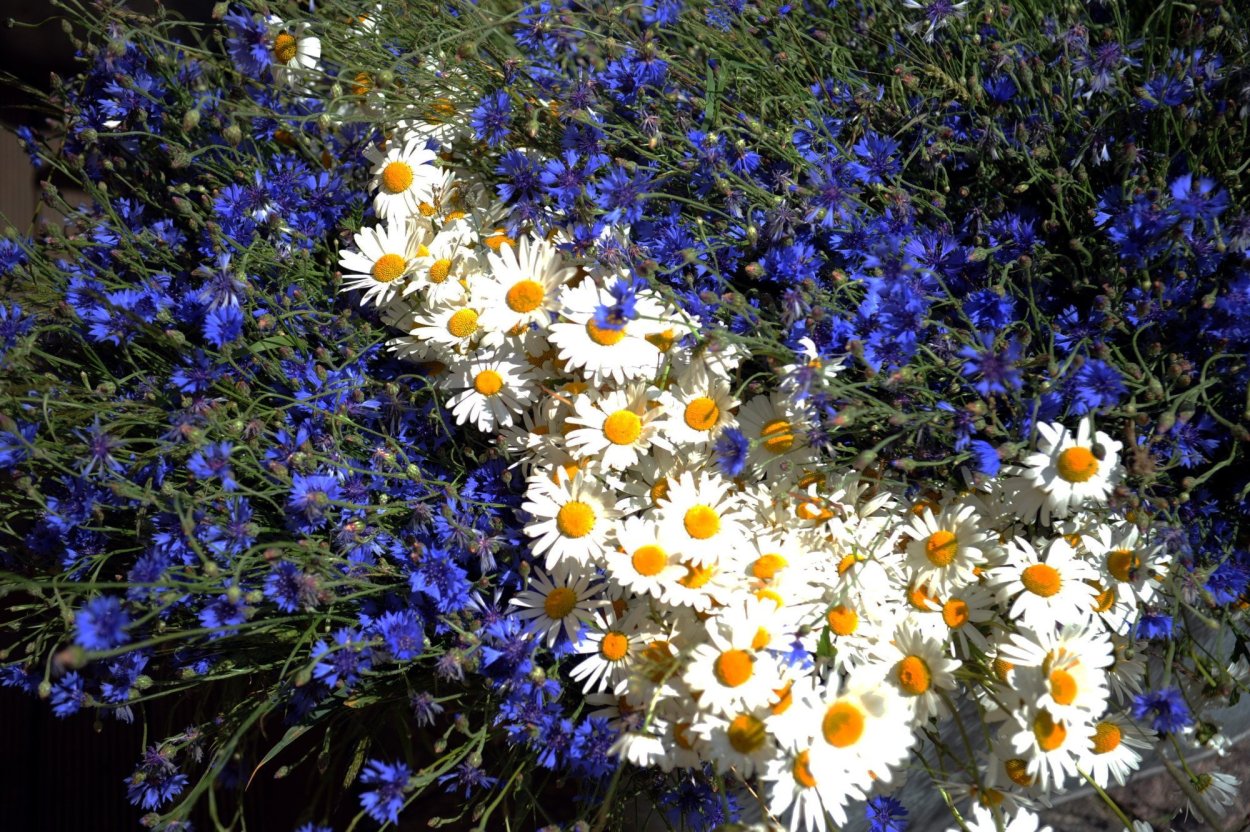 Василек Солнечный