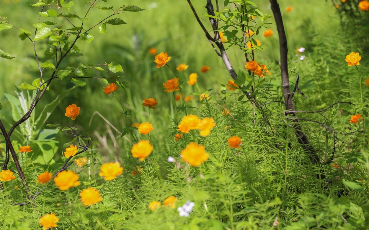 Летние Лесные цветы Сибири