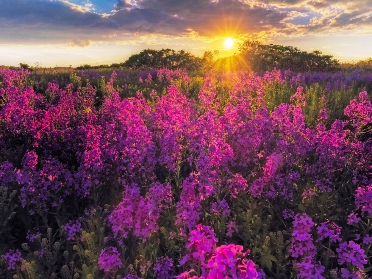 Картинки на рабочий стол цветы полевые на закате