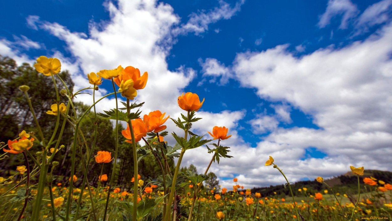 Поле Лютиков в Италии