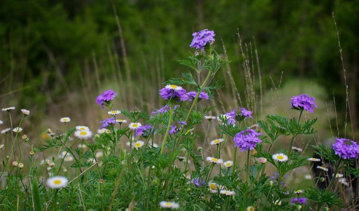 Полевые и Лесные цветы