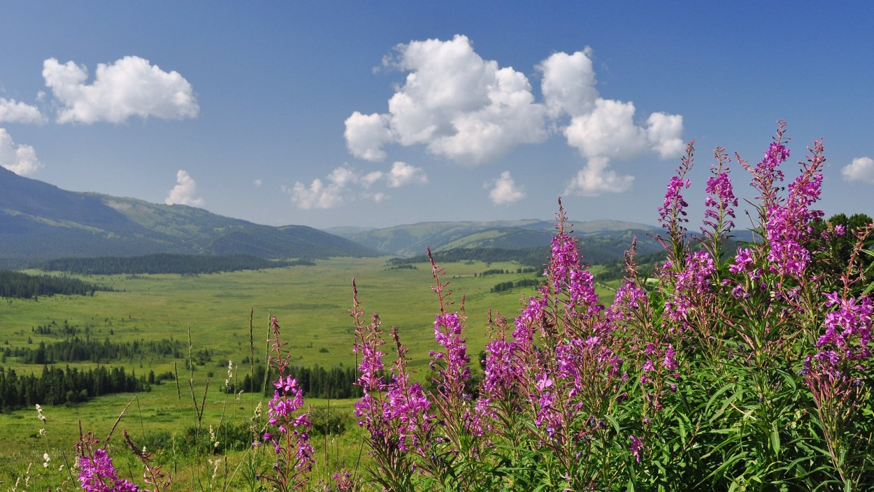 Разнотравье Алтая