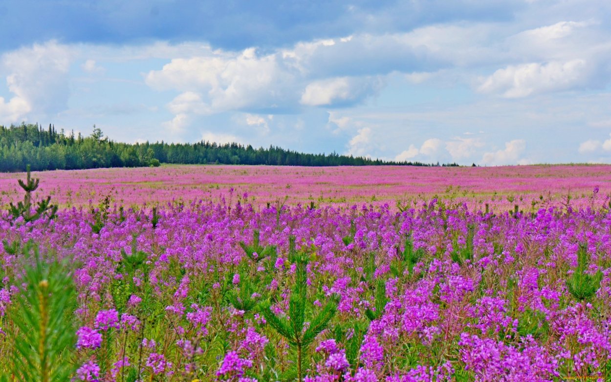 Цветущий луг Иван чай Россия