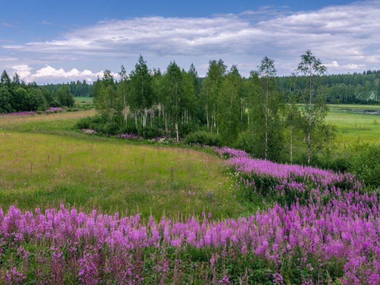 Растения Луга Иван чай