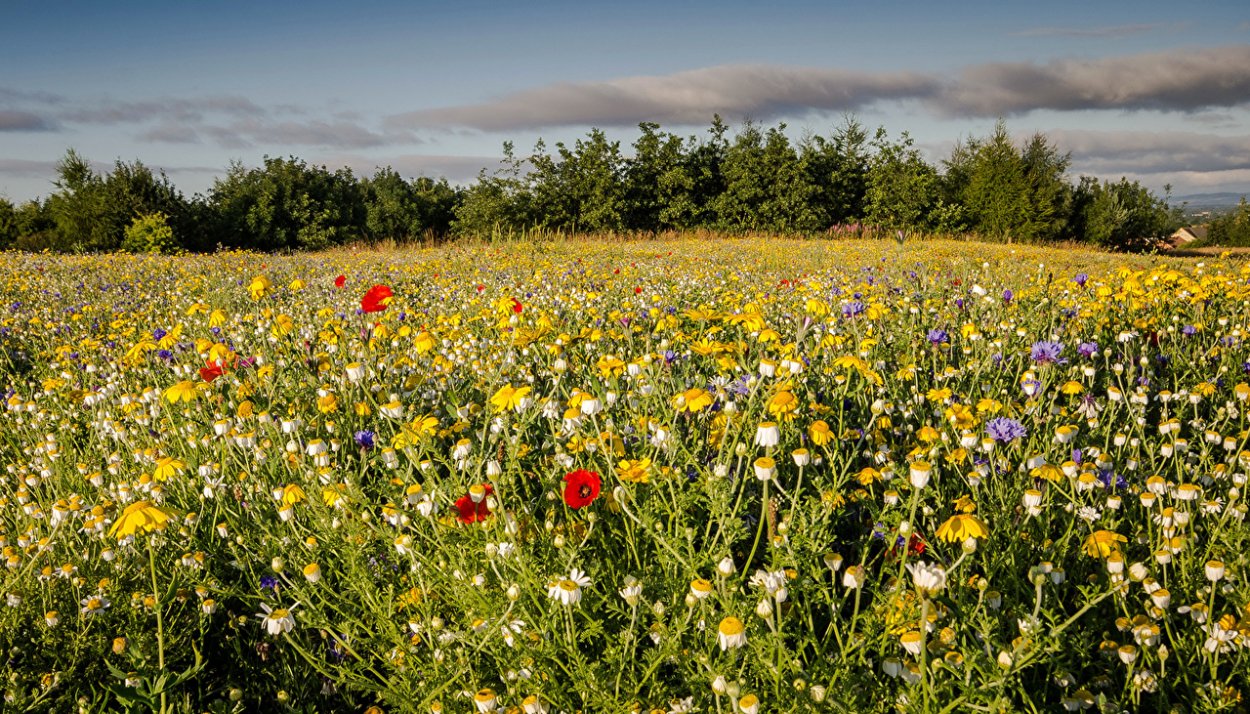 Цветущие поля России