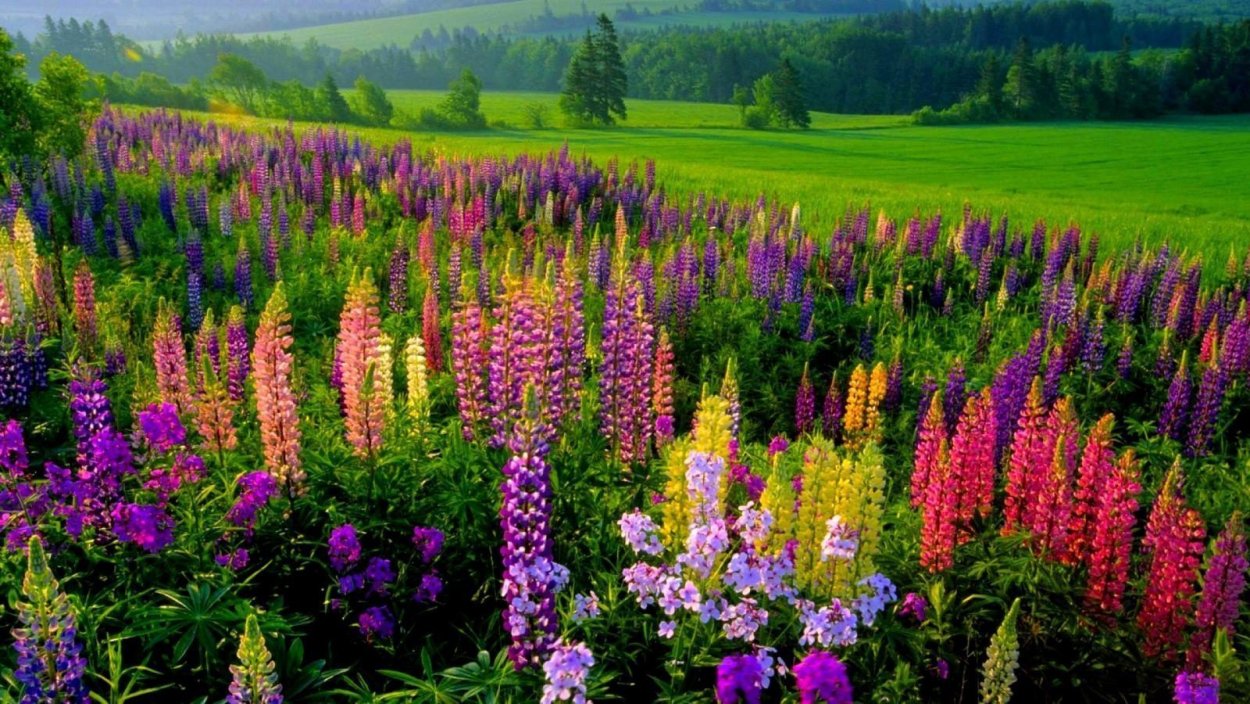 Люпин Луговой