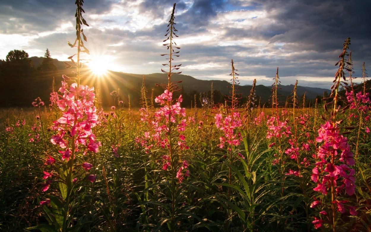 Иван-чай узколистный