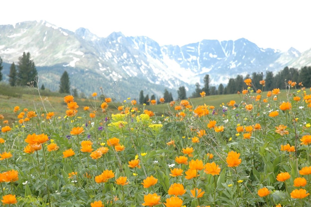 Саяны. Цветут жарки