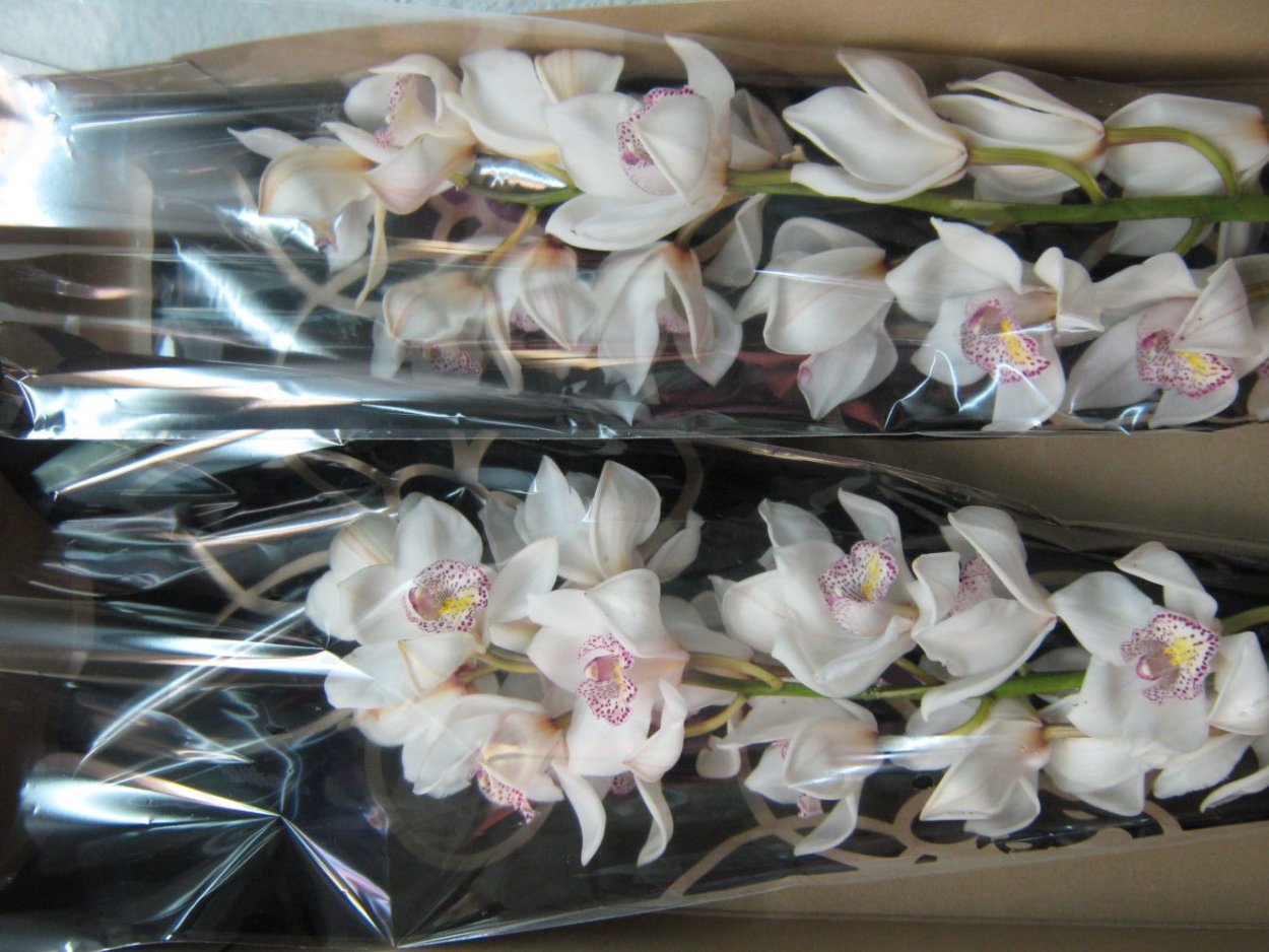 Орхидея фаленопсис срезка