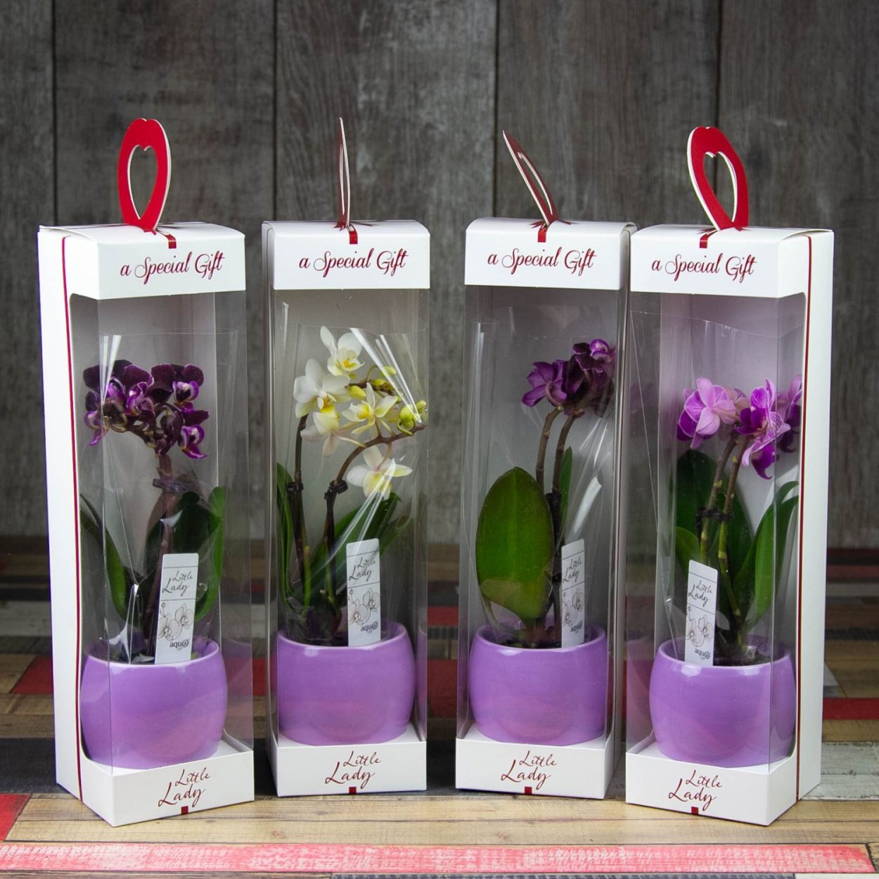 Орхидеи (мини)