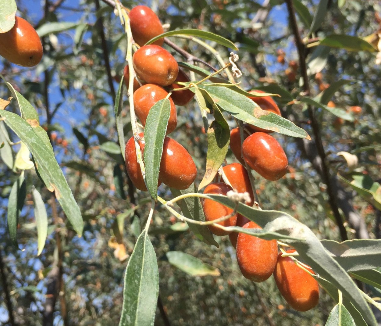 Лох узколистный (Elaeagnus angustifolia)