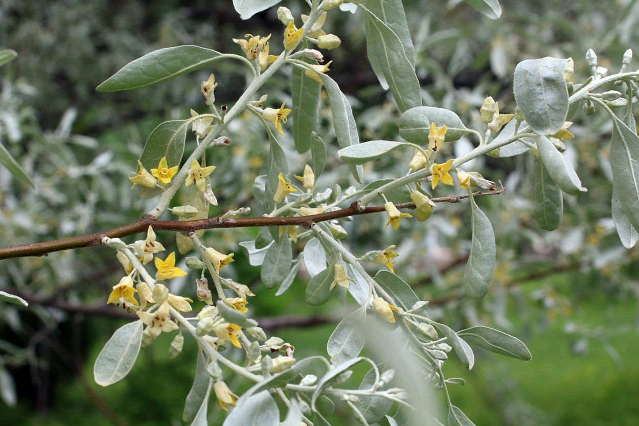 Лох серебристый (Elaeagnus argentea)