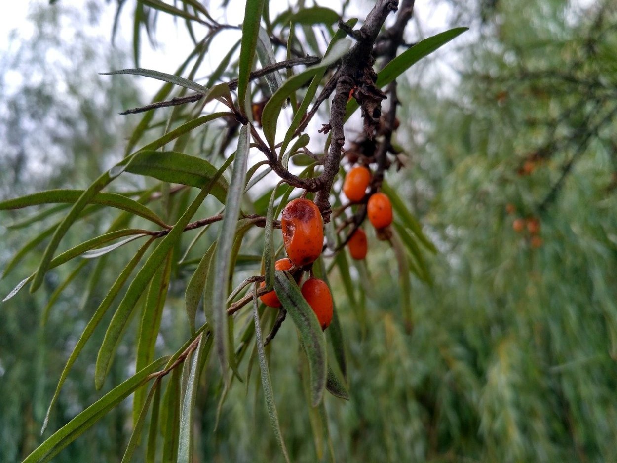 Theobroma Cacao дерево