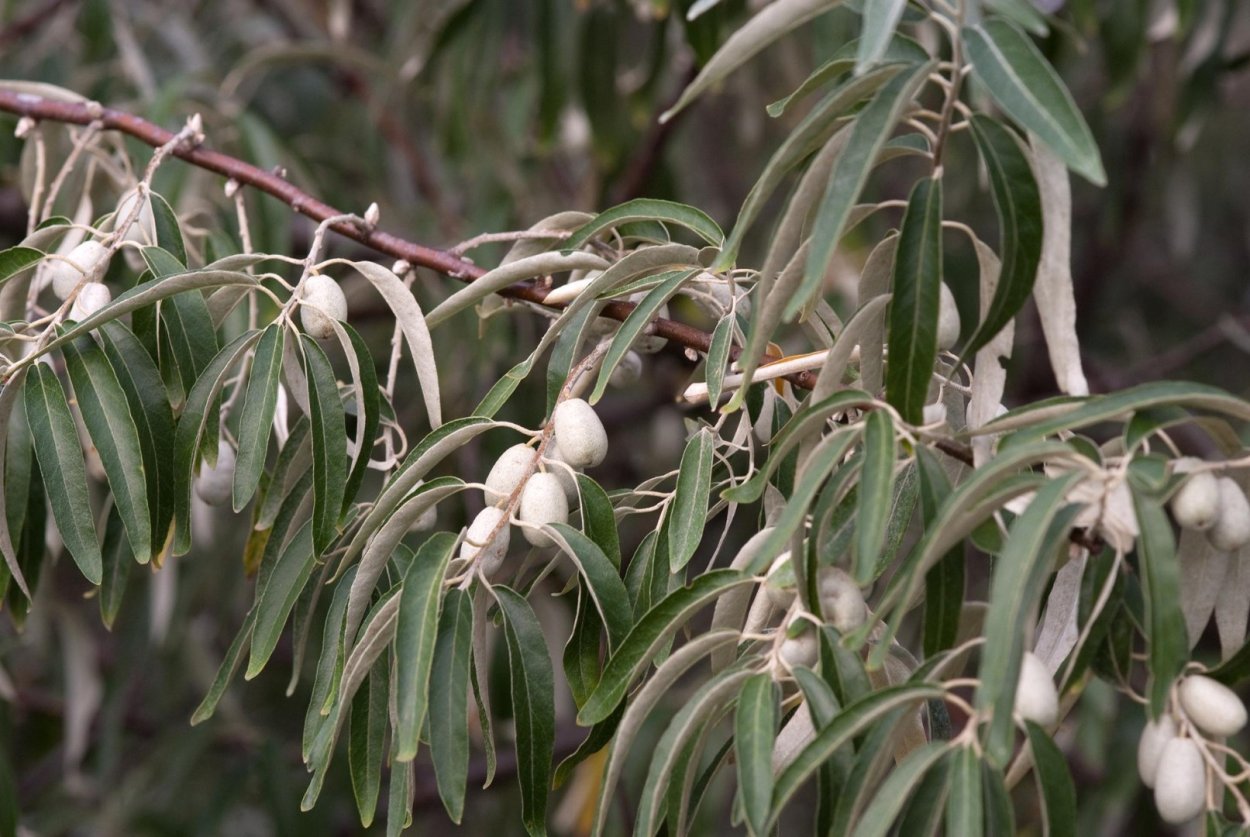 Лох серебристый (Elaeagnus commutata)