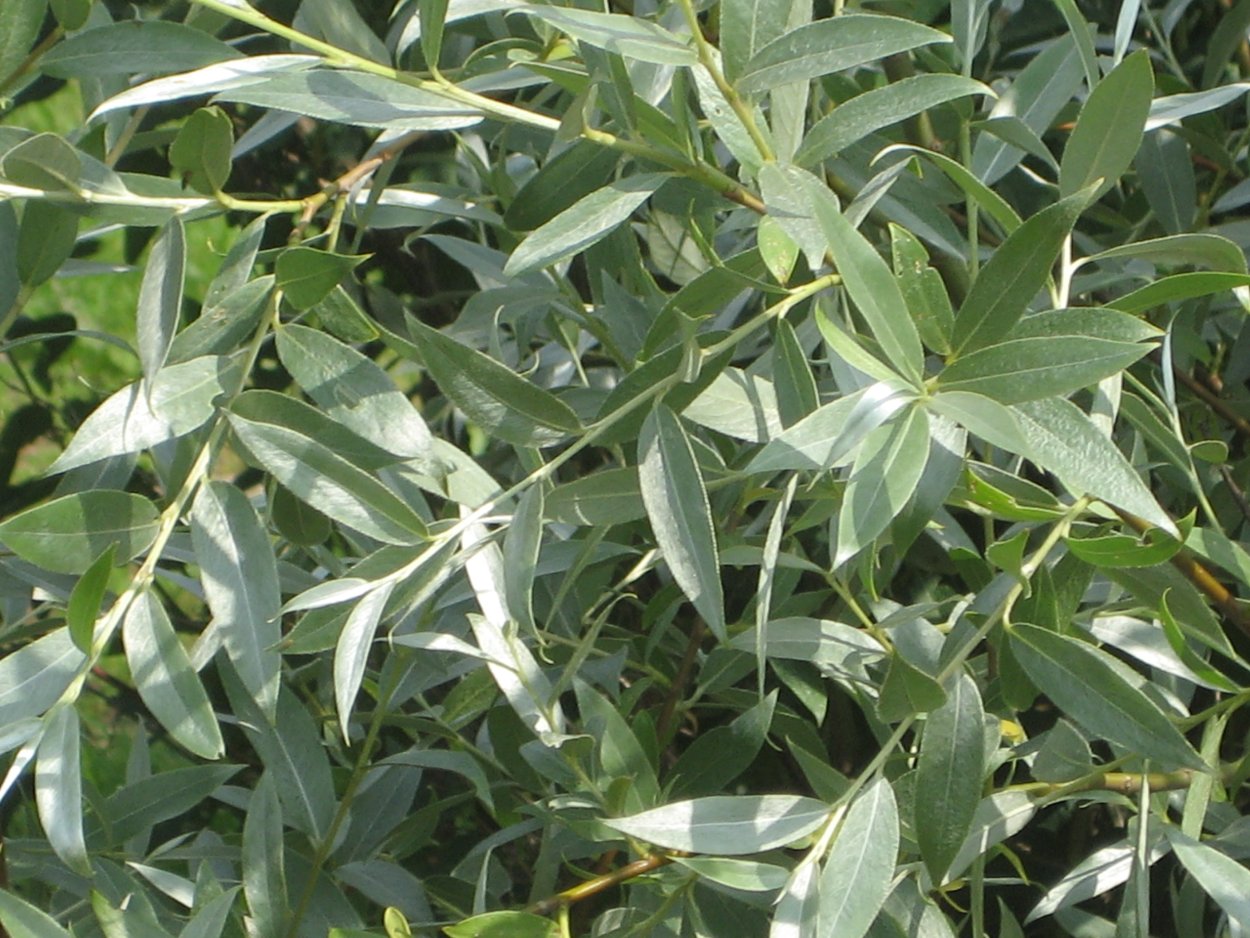 Ива белая Аргентеа