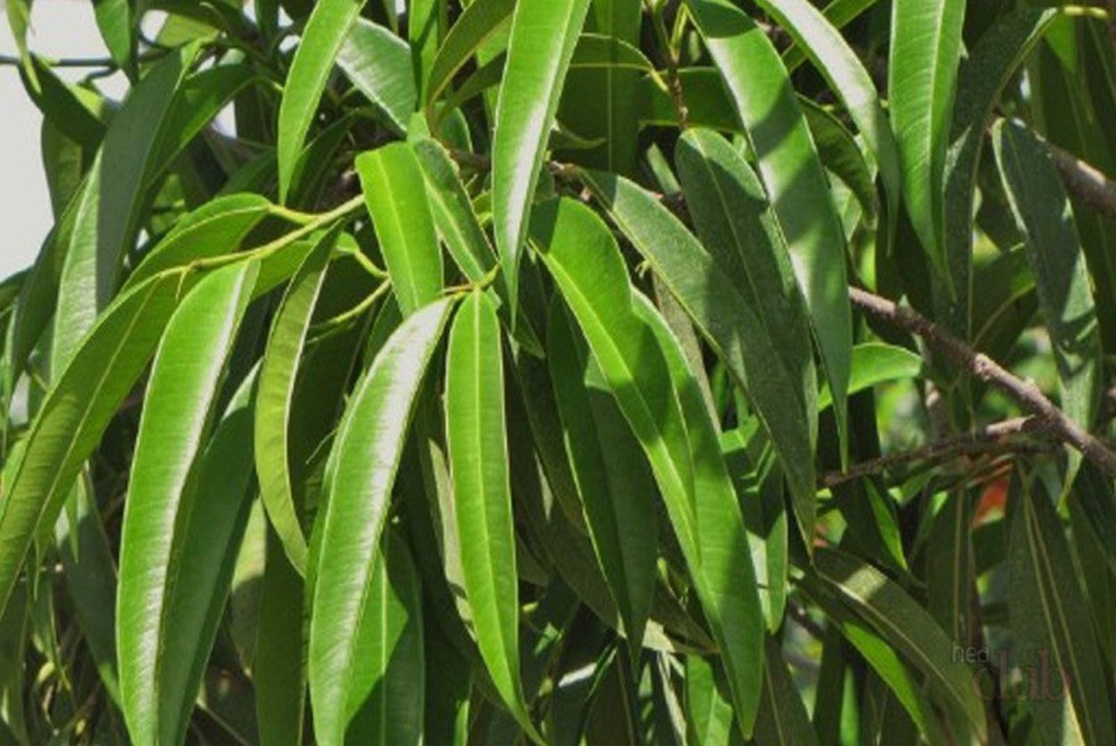 Ива ломкая Глобоза