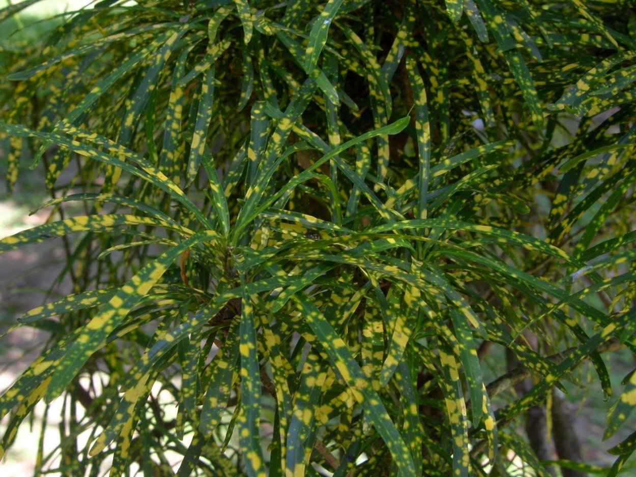 Ива Шверина плакучая