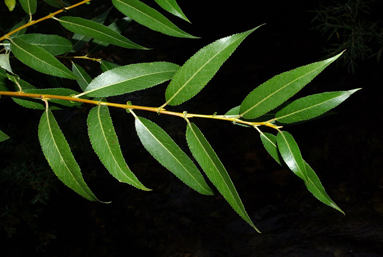 Salix Tarraconensis