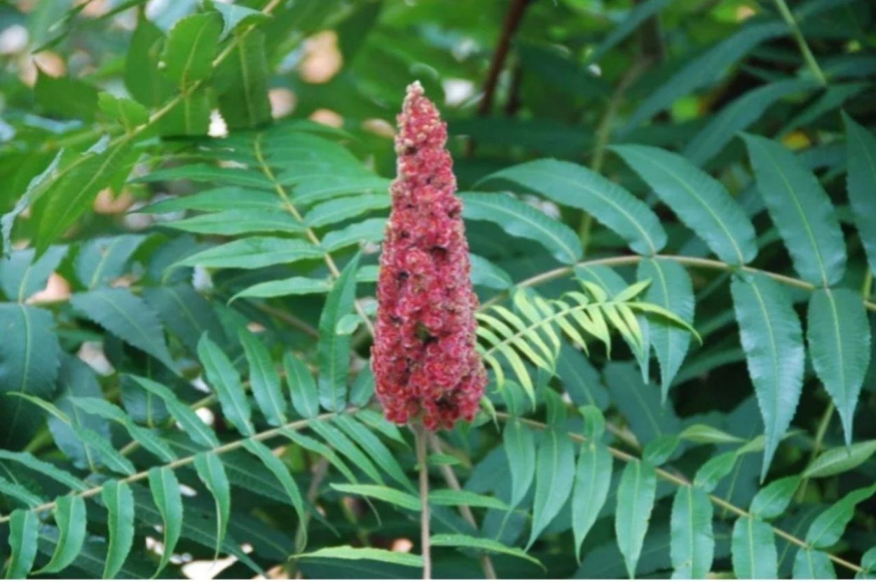 Эвкалипт иволистный