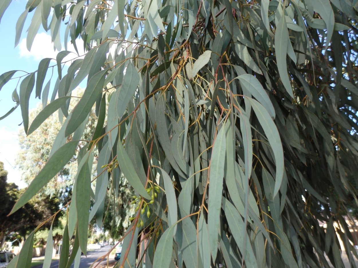 Полисциас папоротниколистный