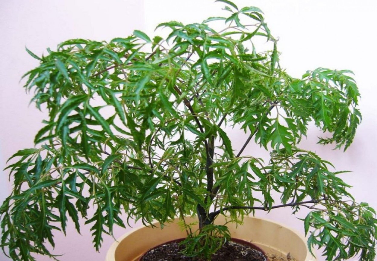 Ива Шверина