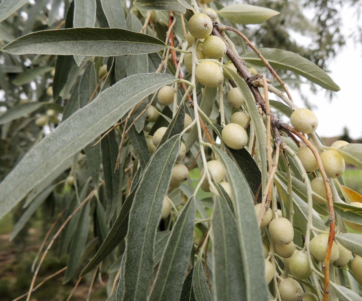 Лох узколистный Ангустифолия