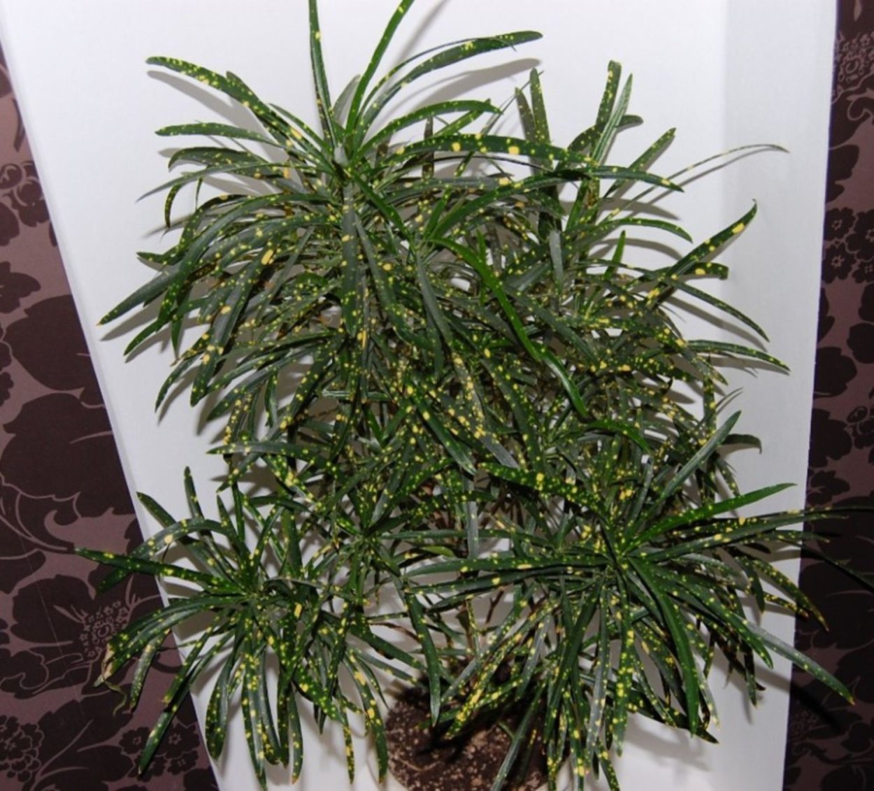 Ясень зеленый Fraxinus lanceolata