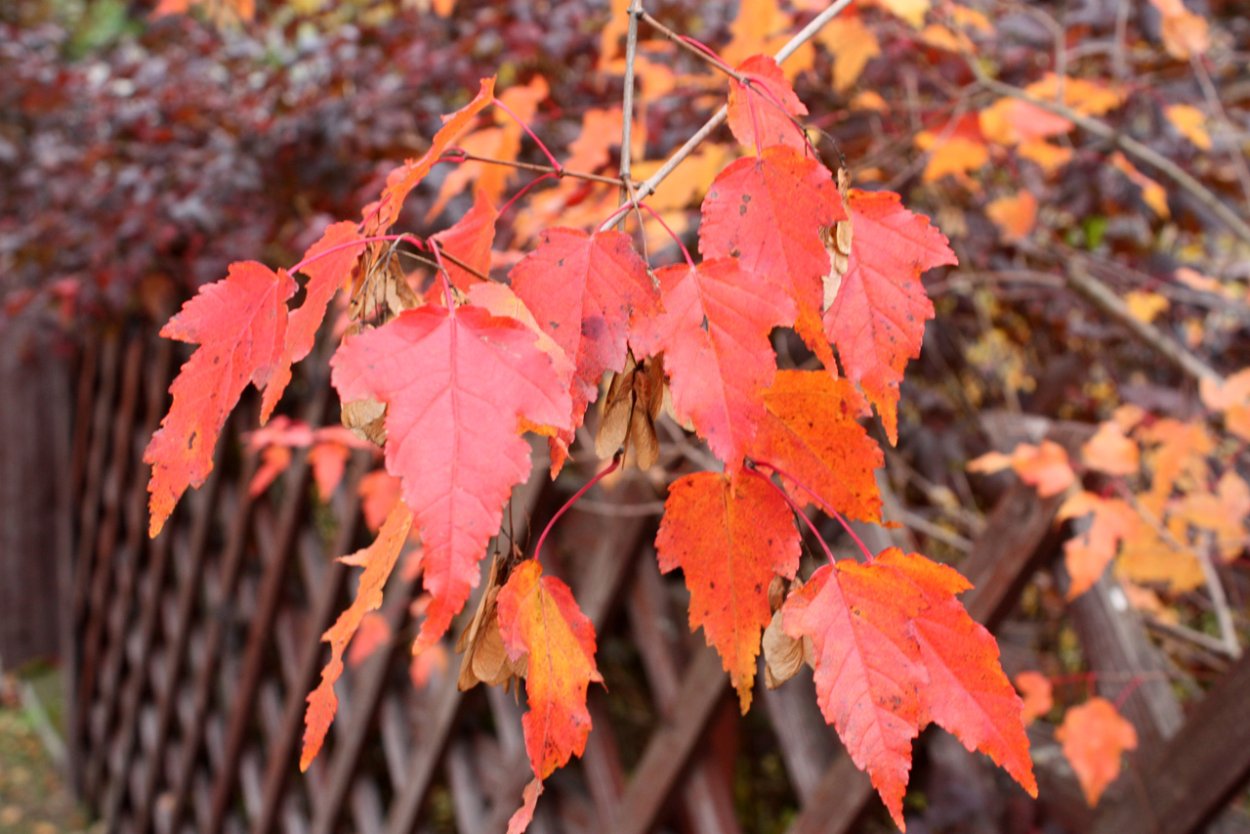 Acer freemanii autumn Blaze