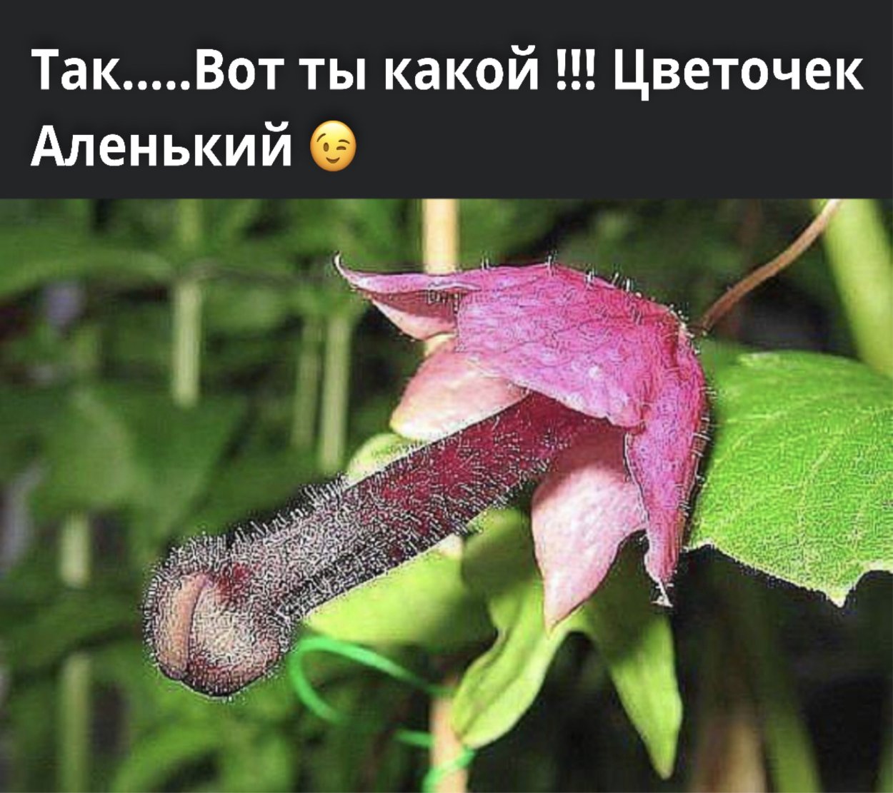 Цветы и животные