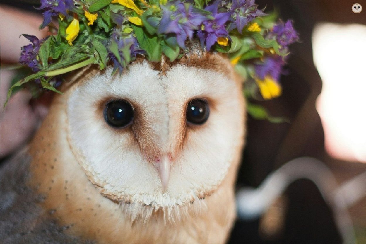 Необычные кактусы