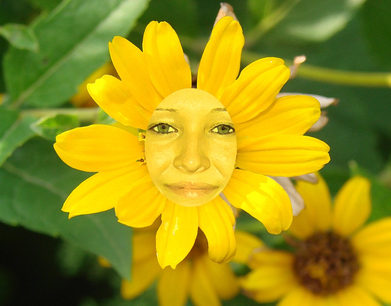 Кот с букетом цветов