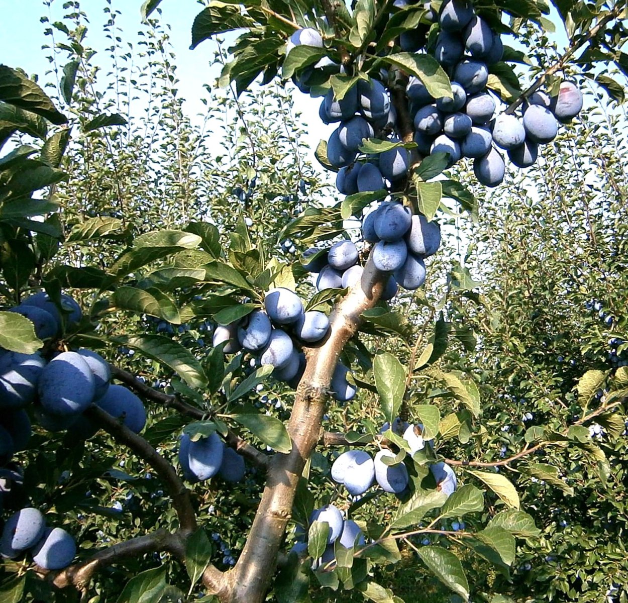 Алыча Сибирская