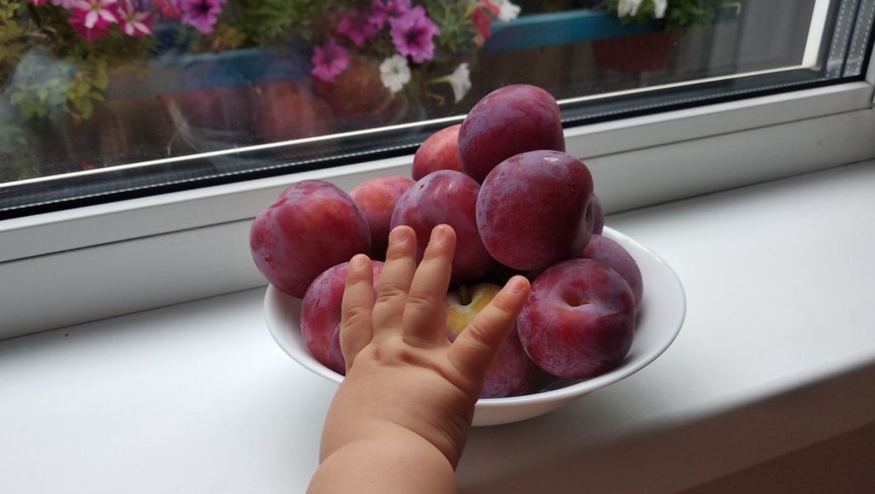 Алыча фиолетовый восторг