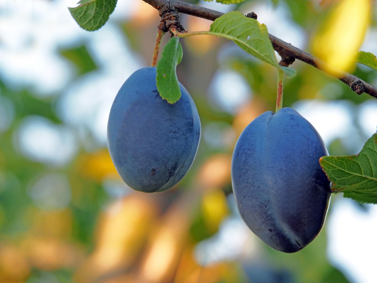 Сушёный абрикос и чернослив