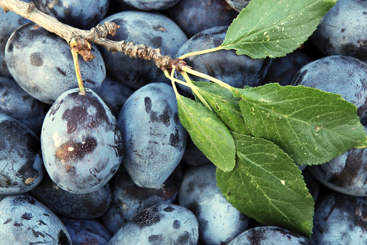 Чернослив свежие плоды