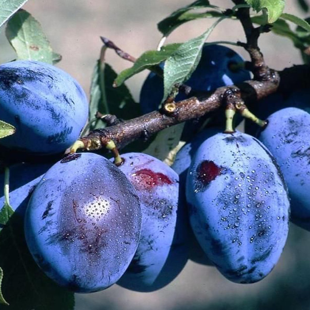 Голубика сублимированная