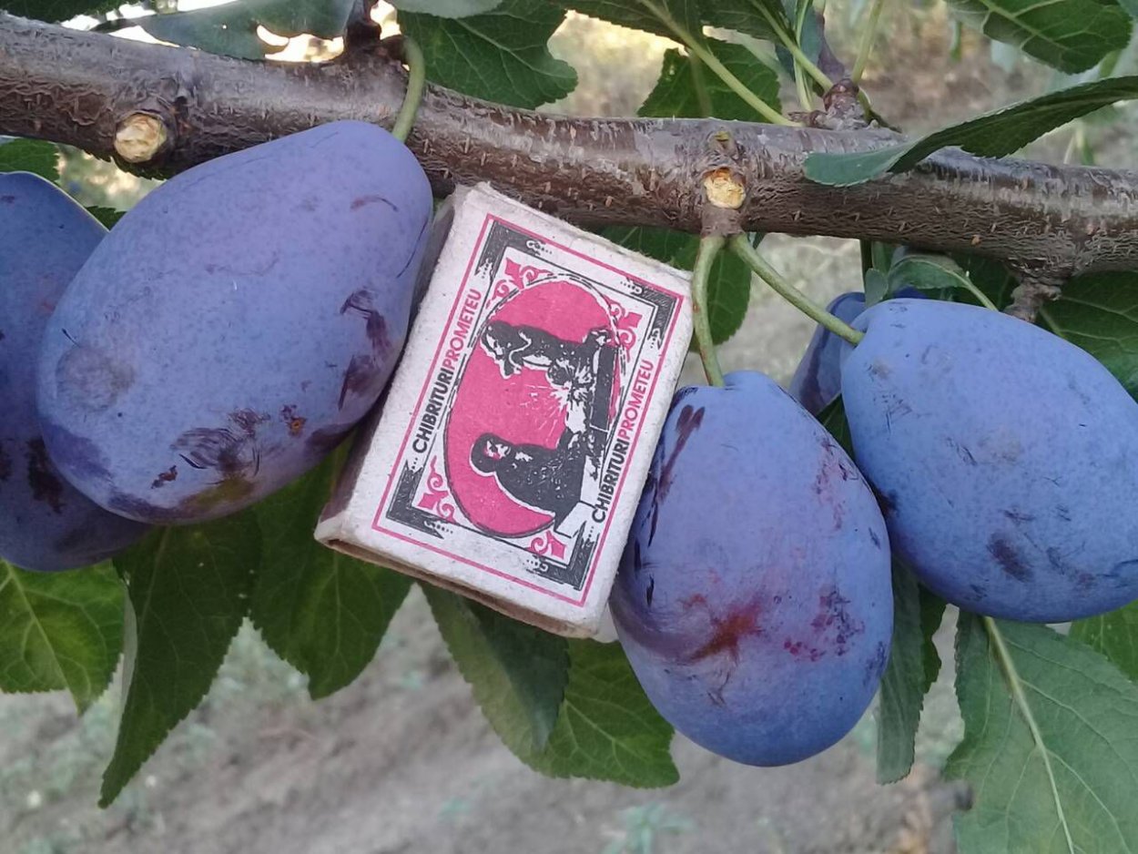 Чернослив "плоский"