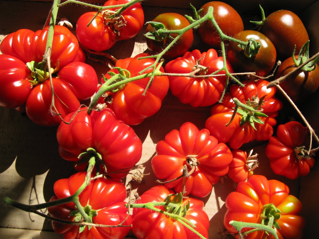 Тамарилло томатное дерево