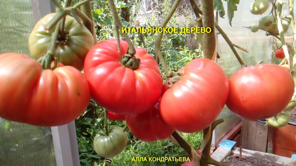 Томат итальянский Анджелина