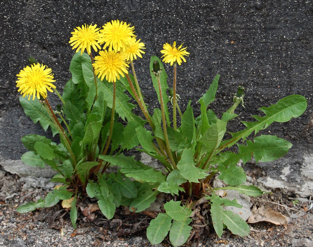 Одуванчик Taraxacum officinale