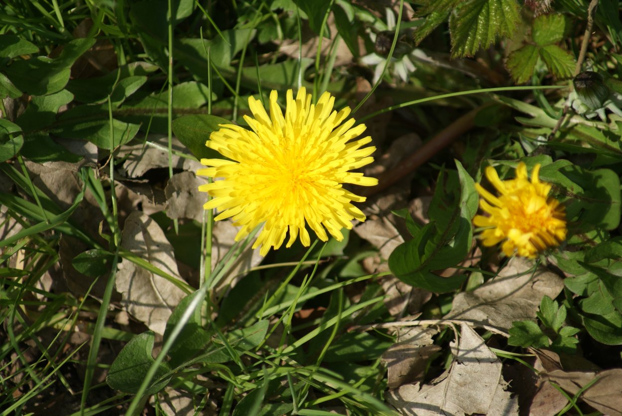 Одуванчик лекарственный- Taraxacum officinale web.