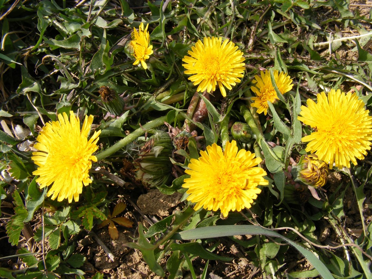Одуванчик лекарственный- Taraxacum officinale web.