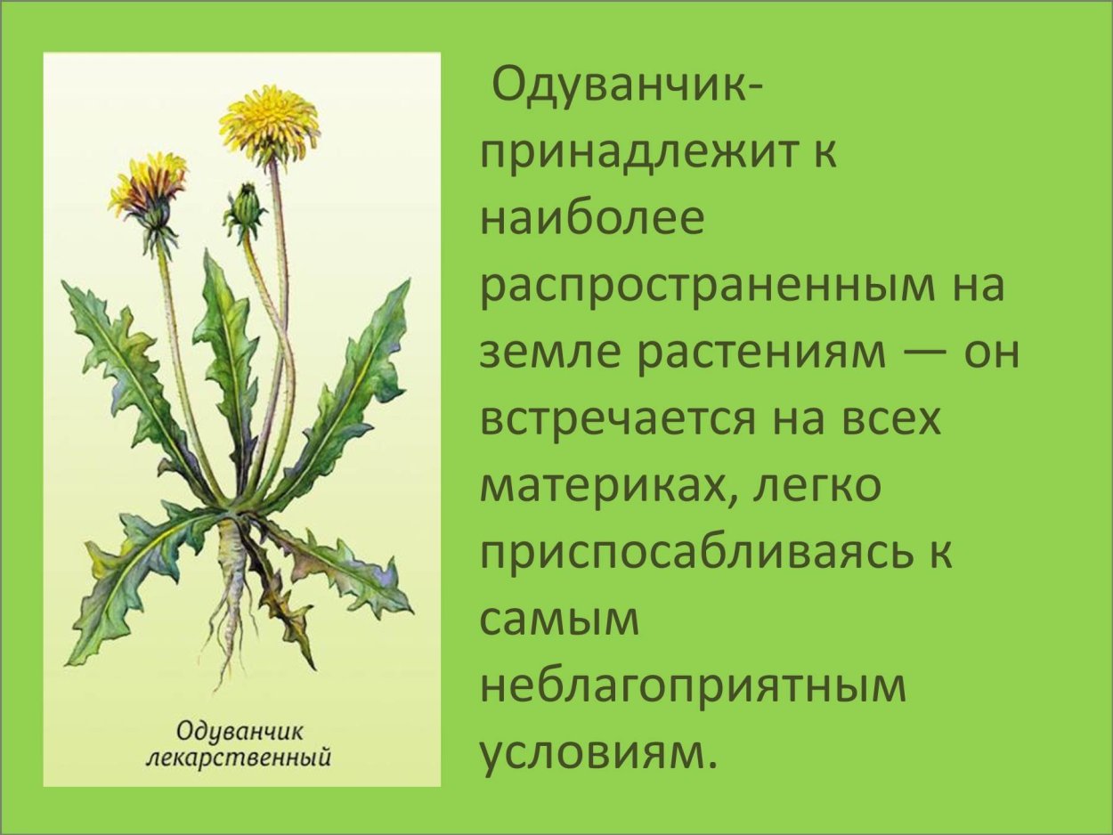 Виды одуванчиков названия
